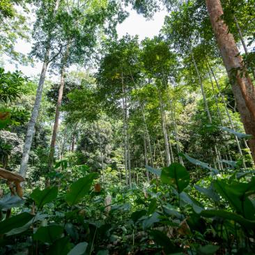 Photo of a tropical forest in Gabon